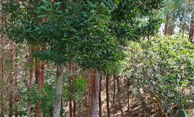 Venta De Finca En San Vicente Ferrer Vda Chaparral