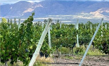 VENTA DE EXCLUSIVA FINCA DE 74,5 HAS - SAN CARLOS, MENDOZA.