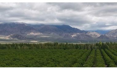 VENTA DE EXCLUSIVA FINCA DE 74,5 HAS - SAN CARLOS, MENDOZA.