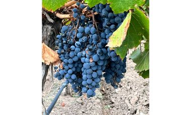 VENTA DE EXCLUSIVA FINCA DE 74,5 HAS - SAN CARLOS, MENDOZA.