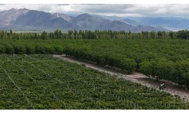VENTA DE EXCLUSIVA FINCA DE 74,5 HAS - SAN CARLOS, MENDOZA.