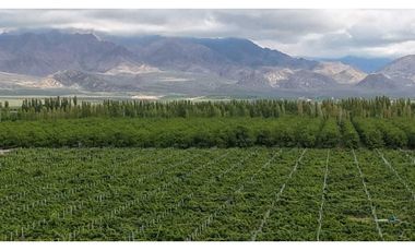 VENTA DE EXCLUSIVA FINCA DE 74,5 HAS - SAN CARLOS, MENDOZA.