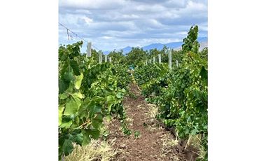 VENTA DE EXCLUSIVA FINCA DE 74,5 HAS - SAN CARLOS, MENDOZA.