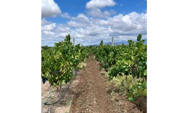 VENTA DE EXCLUSIVA FINCA DE 74,5 HAS - SAN CARLOS, MENDOZA.