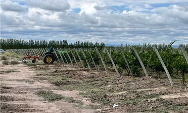 VENTA DE EXCLUSIVA FINCA DE 74,5 HAS - SAN CARLOS, MENDOZA.