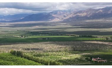 VENTA DE EXCLUSIVA FINCA DE 74,5 HAS - SAN CARLOS, MENDOZA.