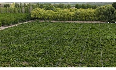 VENTA DE EXCLUSIVA FINCA DE 74,5 HAS - SAN CARLOS, MENDOZA.