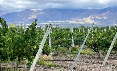 VENTA DE EXCLUSIVA FINCA DE 74,5 HAS - SAN CARLOS, MENDOZA.
