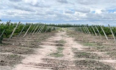 VENTA DE EXCLUSIVA FINCA DE 74,5 HAS - SAN CARLOS, MENDOZA.