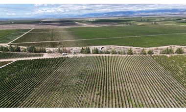 VENTA DE FINCA ÚNICA DE 275 HAS - EN TUNUYAN, MENDOZA.