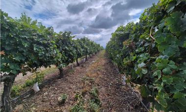 VENTA DE FINCA ÚNICA DE 275 HAS - EN TUNUYAN, MENDOZA.