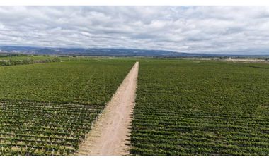 VENTA DE FINCA ÚNICA DE 275 HAS - EN TUNUYAN, MENDOZA.