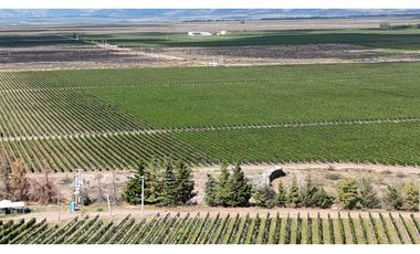 VENTA DE FINCA ÚNICA DE 275 HAS - EN TUNUYAN, MENDOZA.