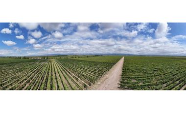VENTA DE FINCA ÚNICA DE 275 HAS - EN TUNUYAN, MENDOZA.