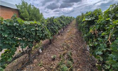 VENTA DE FINCA ÚNICA DE 275 HAS - EN TUNUYAN, MENDOZA.