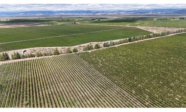 VENTA DE FINCA ÚNICA DE 275 HAS - EN TUNUYAN, MENDOZA.