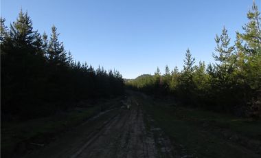 Tu Oasis en La Palma: Terreno de 5000 m² en Venta