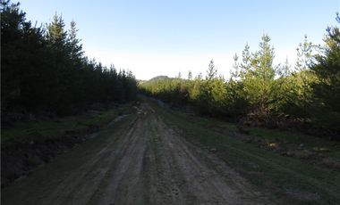 Tu Oasis en La Palma: Terreno de 5000 m² en Venta