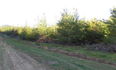 Tu Oasis en La Palma: Terreno de 5000 m² en Venta