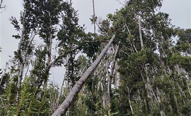 Parcela en Venta en Sector Llico bajo, comuna de los Muermos