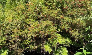 Parcela en Venta en cuontry