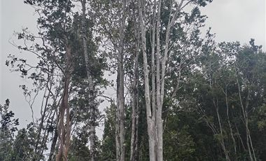 Parcela en Venta en pato Llico