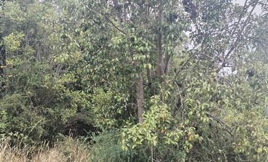 Parcela en Venta en pato Llico