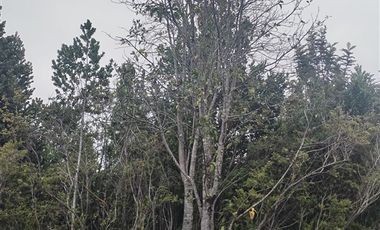 Parcela en Venta en pato Llico