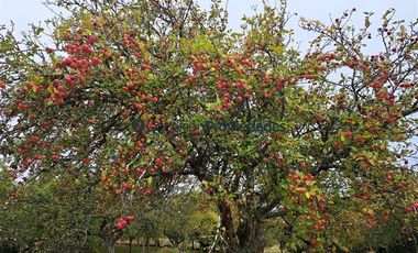 Agrícola en Venta en Venta Hermoso Campo, Los Muermos