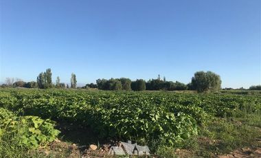 Agrícola en Venta en por ruta CH Talca - San Clemente , entrar por camino antes del reten el Sauce y seguir 3 Kilómetros al sur