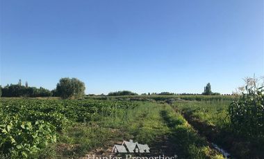 Agrícola en Venta en por ruta CH Talca - San Clemente , entrar por camino antes del reten el Sauce y seguir 3 Kilómetros al sur