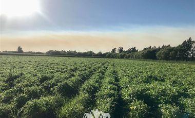 Agrícola en Venta en por ruta CH Talca - San Clemente , entrar por camino antes del reten el Sauce y seguir 3 Kilómetros al sur