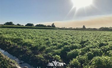 Parcela en Venta en por ruta CH Talca - San Clemente , entrar por camino antes del reten el Sauce y seguir 3 Kilómetros al sur