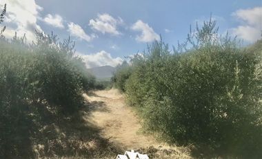 Parcela en Venta en camino pencahue sector Quepo hacia el norte