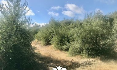 Terreno Construccion en Venta en camino pencahue sector Quepo hacia el norte