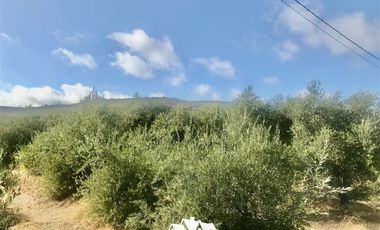 Terreno Construccion en Venta en camino pencahue sector Quepo hacia el norte