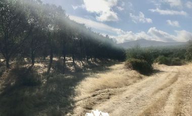 Terreno Construccion en Venta en camino pencahue sector Quepo hacia el norte
