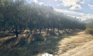 Terreno Construccion en Venta en camino pencahue sector Quepo hacia el norte