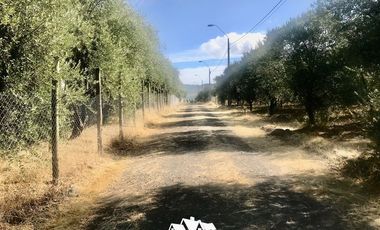Terreno Construccion en Venta en camino pencahue sector Quepo hacia el norte