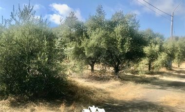 Terreno Construccion en Venta en camino pencahue sector Quepo hacia el norte