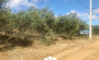 Parcela en Venta en camino pencahue sector Quepo hacia el norte