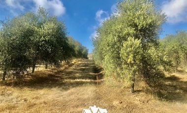 Parcela en Venta en camino pencahue sector Quepo hacia el norte