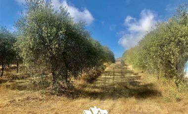 Parcela en Venta en camino pencahue sector Quepo hacia el norte