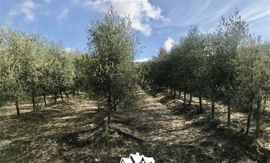 Parcela en Venta en camino a pencahue , sector quepo, camino a hacia el norte