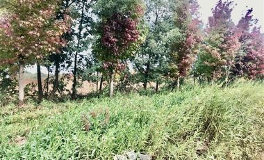 Terreno Construccion en Venta en 100 metros al sur de cruce Purisima con las Rastras, 5 minutos al oriente por camino rural de tierra