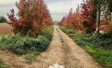 Terreno Construccion en Venta en 100 metros al sur de cruce Purisima con las Rastras, 5 minutos al oriente por camino rural de tierra