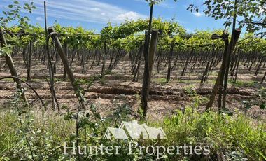 Agrícola en Venta en a dos Km de la ruta por camino a retiro hacia el poniente , sector la granja