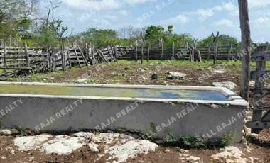 Rancho en Venta en San Felipe, Yucatán – 548 Hectáreas con Cenote y Riqueza Nat