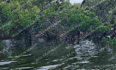 Rancho en Venta en San Felipe, Yucatán – 548 Hectáreas con Cenote y Riqueza Nat