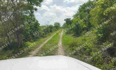 Rancho en Venta en San Felipe, Yucatán – 548 Hectáreas con Cenote y Riqueza Nat